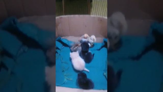 котята и цыплята - пушистые и мягкие смотреть онлайн