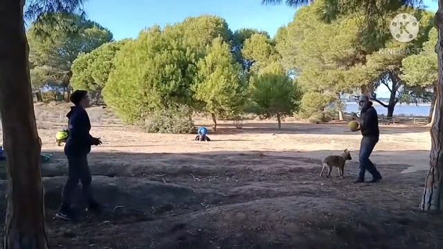 Щенок бельгийской овчарки МАЛИНУА
