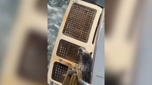 На Камчатке нерпа спаслась от касаток, запрыгнув на катер / События на ТВЦ