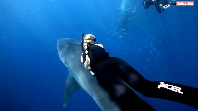 Плаванье с большой белой акулой в открытом море. смотреть онлайн