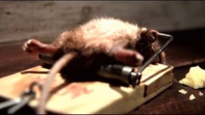 Мышь качается в мышеловке реклама сыра)