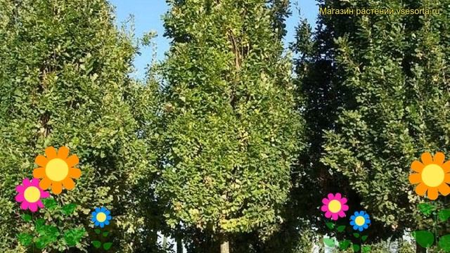 Дуб черешчатый Фастигиата. Краткий обзор, описание характеристик quercus robur Fastigiata