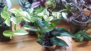 ?Традесканции?