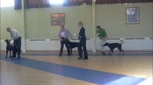 North of England Dobermann Club Open Show Oct 2012 Minor Puppy Dog