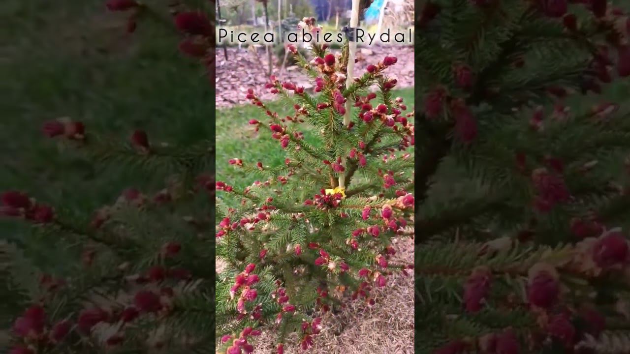 Редкие хвойные!Picea abies Rydal Ель обыкновенная Ридал