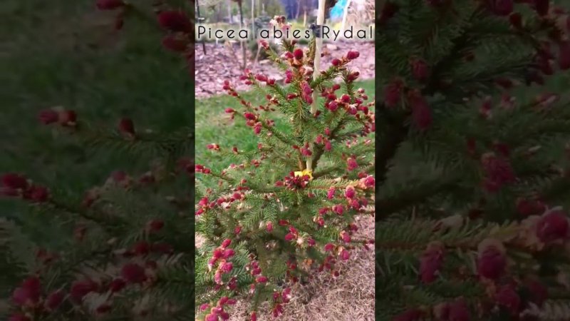 Редкие хвойные!Picea abies Rydal Ель обыкновенная Ридал