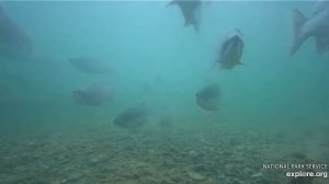 Лосось идет на нерест - теперь мишкам есть что ловить#Katmai National Park, Alaska 2023