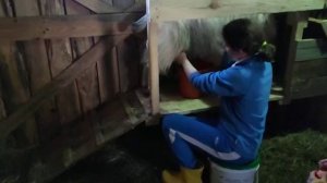 Вечерняя дойка