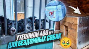 Тепло для лап: утепление будок для собак в приюте "Пушистый друг" #строительство #ремонт