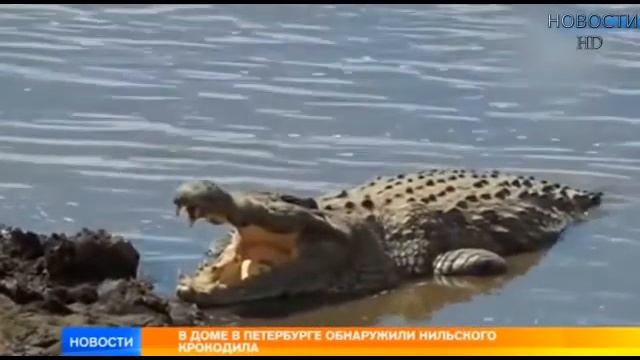 В Петербурге в подвале дома обнаружен крокодил, который охранял склад боеприпасов смотреть онлайн