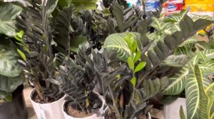 Plant Shopping Home Depot and Lowes