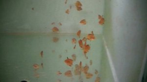 Работа с парами Скалярий и Дискусов