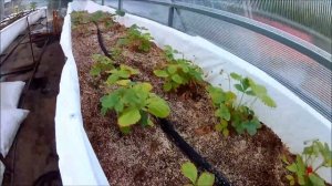 Теплица на на крыше гаража часть 2