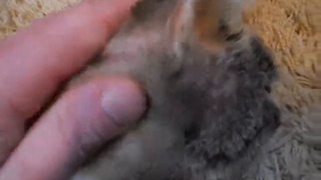 Как удалить клеща у кошки. смотреть онлайн