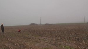 Охота на куропатку с легавыми. Курцхаар, пойнтер, дратхаар. | 2020