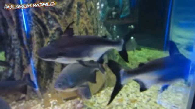 Most Beautiful Aquarium fishes - самые красивые аквариумные рыбки смотреть онлайн