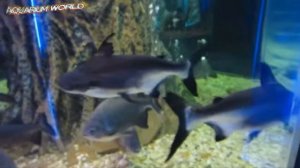 Most Beautiful Aquarium fishes - самые красивые аквариумные рыбки