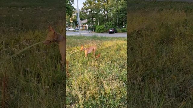 фараонова собака ?, pharaoh hound, весёлая прогулка