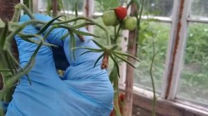 Сорт томата Батяня / Сорт помидор для сока