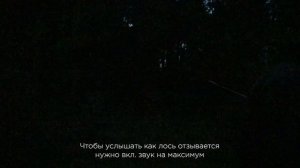 ОХОТА НА РЕВУ НА ЛОСЯ НА ВАБУ / ВАБИМ ЛОСЯ В ПЕРВЫЙ РАЗ / МАНОК BUCK EXPERT / ТЕПЛОВИЗОР iRAY GENI