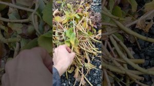 Седум видный, обзор сортов, обрезка осенью, подготовка к зиме???