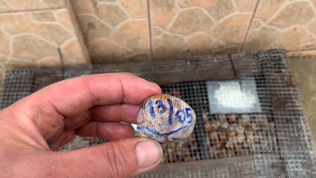 Диета для улиток перед забоем смотреть онлайн