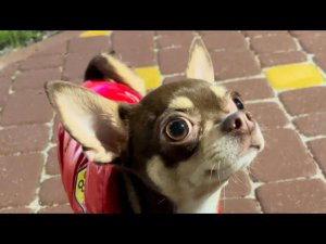 Чихуахуа Тея