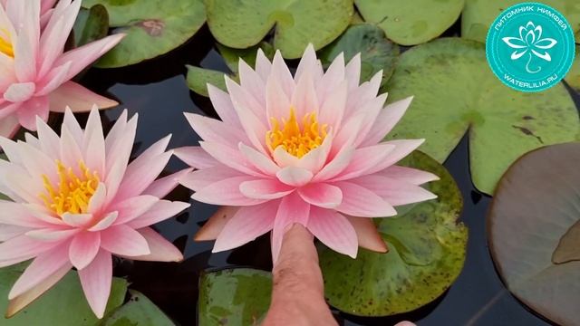Нимфея Myra (Nymphaea Myra), одна из любимых обильно цветущих нимфей! Питомник Waterlilia.ru