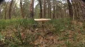 хочу в деревню - про грибы   хутор пана Яна.