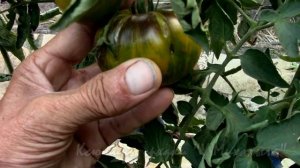 На дворе Август.  Созревание  "Зеленая богиня Ксанаду"