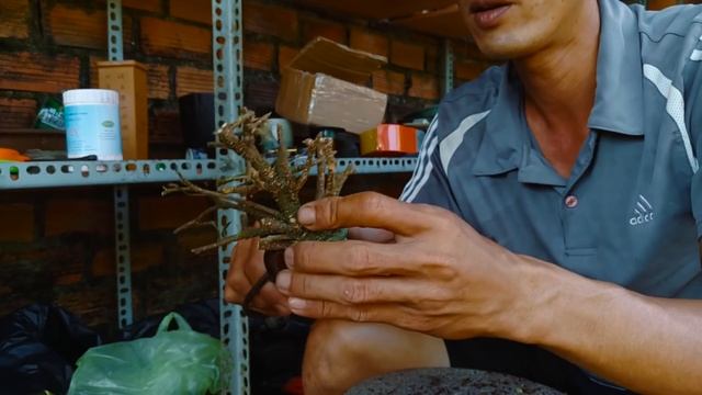 Bonsai Hồng Ngọc Mai - Malpighia glabra tree смотреть онлайн