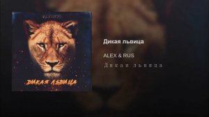 Песня «Дикая львица»