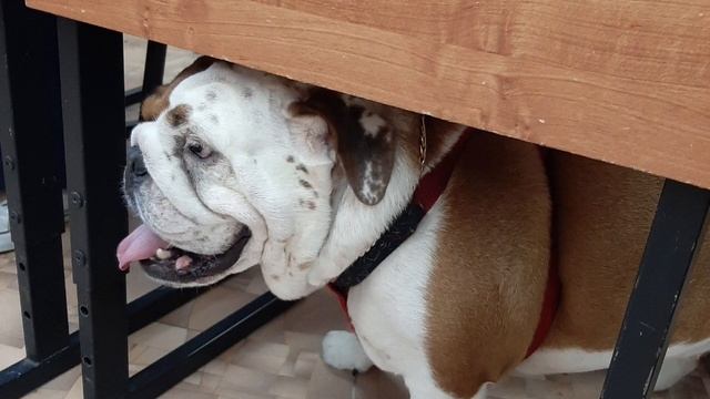 Кто лучше: собака или кошка? Дебаты в школе смотреть онлайн