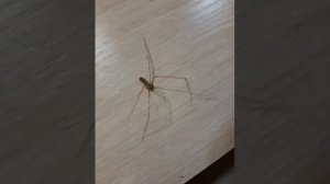 Кто ты такое?Четырёхлапый Паук Сенокосец