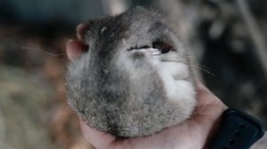 СОНЯ-ПОЛЧОК ПРОСНУЛАСЬ