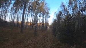 Нагонка русской гончей.Приучаем к выстрелу