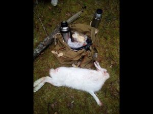 Охота с биглем.Выход 30.11.19 г.