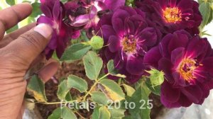 A BEAUTIFUL PURPLE ROSE (MIDNIGHT BLUE) #rose #midnightblue