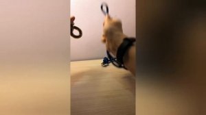 Как подвесить гамак. Анкерный болт+стропа