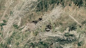 [Обзор от СК Таганай] PPSH shooting (пневматический ППШ) MP-562k