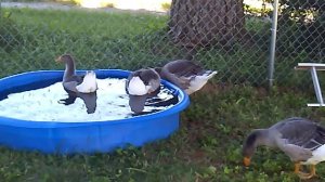 #92 Гуси французские тулузы