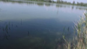 Рыбалка. Ловля карася на волос. My fishing.