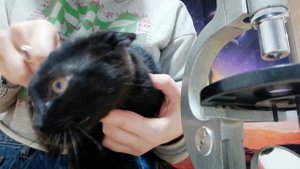 Клещи кота через микроскоп.Ушные клещи