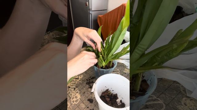 Посадка бульбовых орхидей без названия.