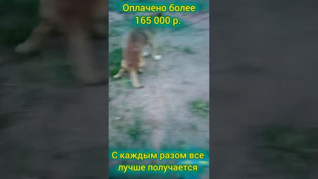 Люде нужна помощь в погашении долгов за лечение Барбоса