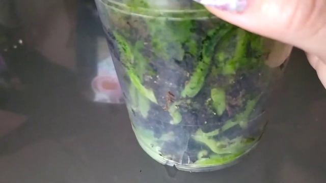 ??? Орхидея Sangría. смотреть онлайн