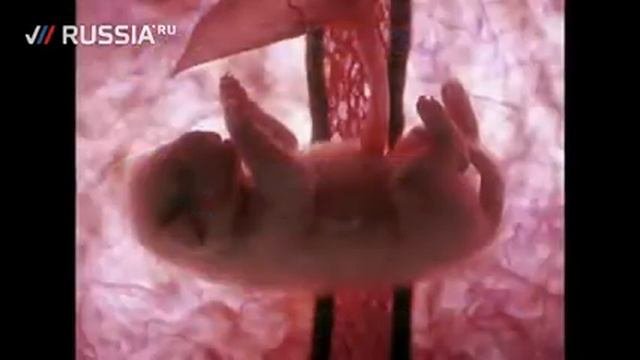 Технология клонирования