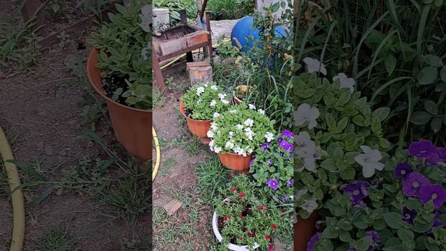 Результат после Большой стрижки.12 августа 2023 год. смотреть онлайн