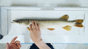 How To CATCH, CLEAN, and COOK Northern Pike. (Ice Out Ontario Pike)