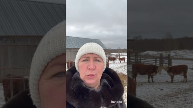 Спросите меня про Герефордских коров! #герефорд #подпишись #коровы #животные #фермер#хозяйство#рек